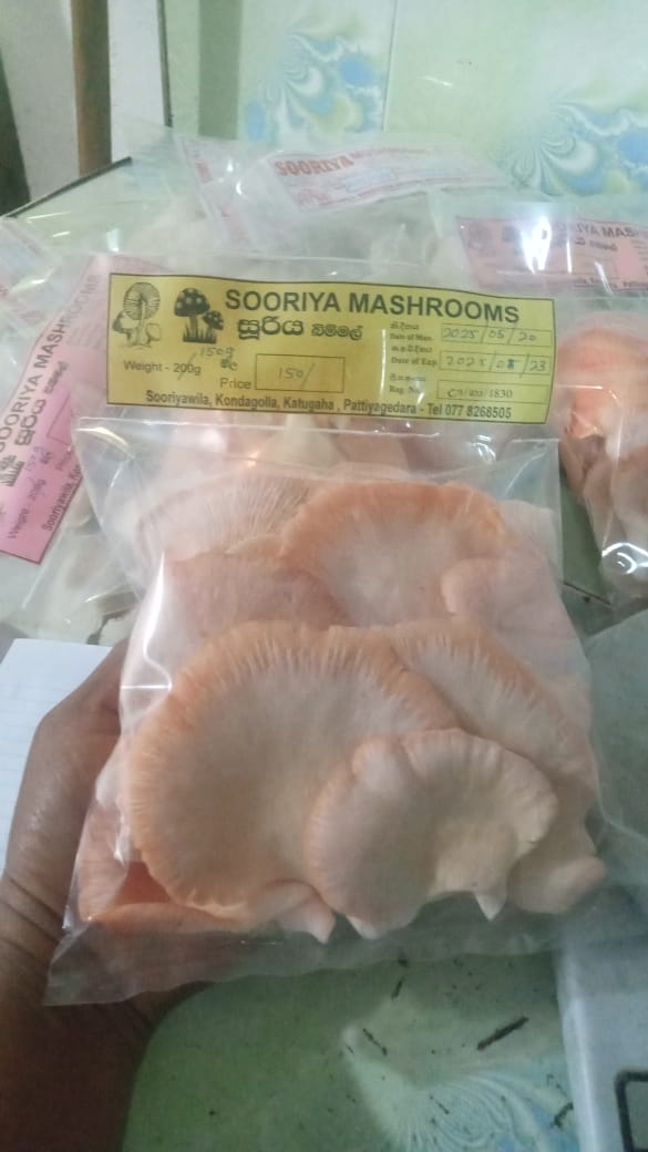 Dried Mushroom